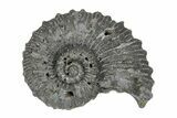 Pyrite Replaced Ammonite Fossils From Russia - 1 1/4" to 1 1/2" - Photo 4